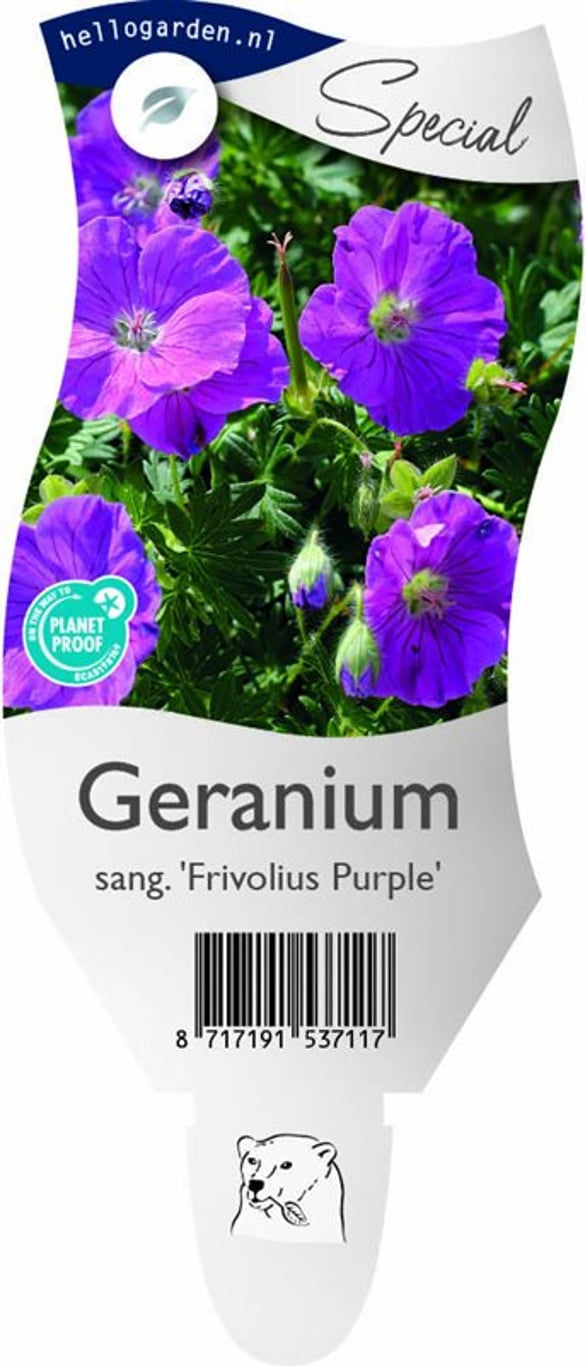 Geranium sang. 'Frivolius Purple' - P11